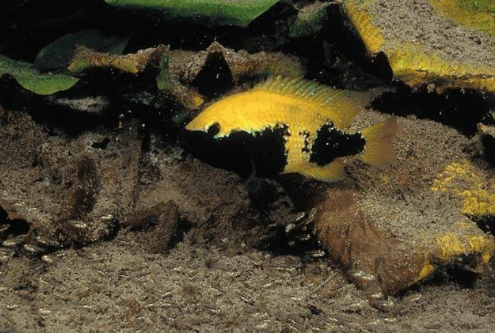 慈鲷品种,慈鲷类型