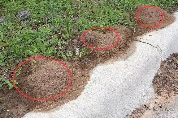 广西红火蚁咬伤事件,红火蚁入侵防城港市