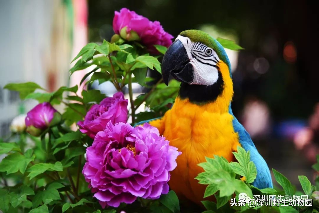鹦鹉没有热搜吗,什么样的鹦鹉不学话