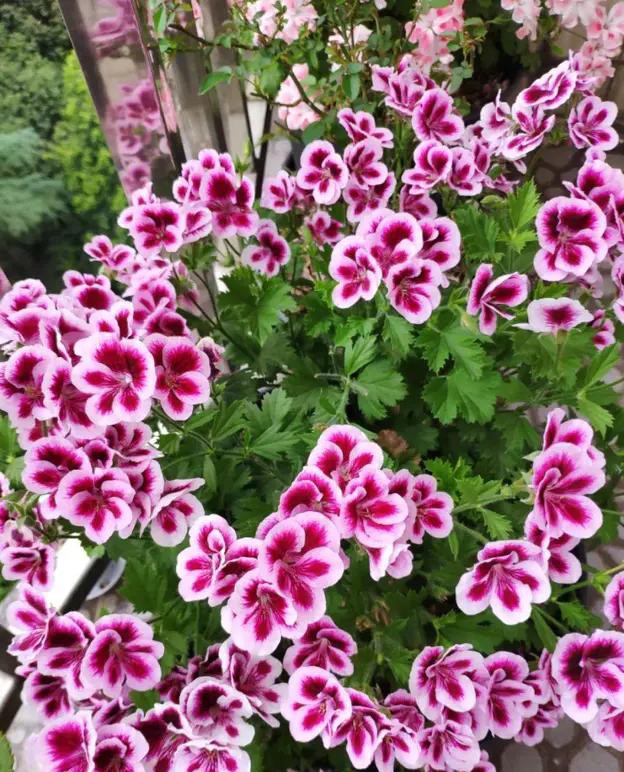 夏天种花不浇水的小窍门,哪十种花夏季少浇水