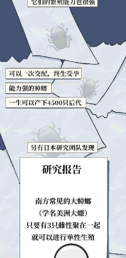 蟑螂一次能生多少幼崽,蟑螂一生只产一次卵吗