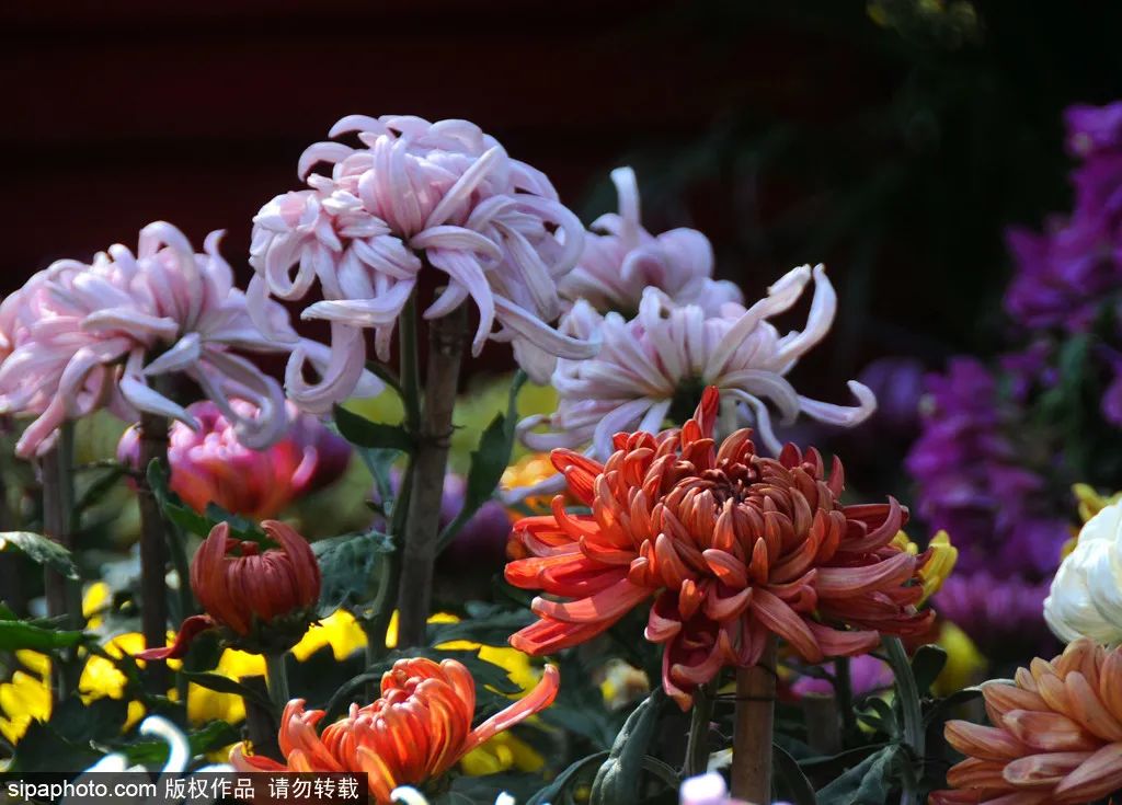 北京花海免费旅游,北京看花海最好的地方