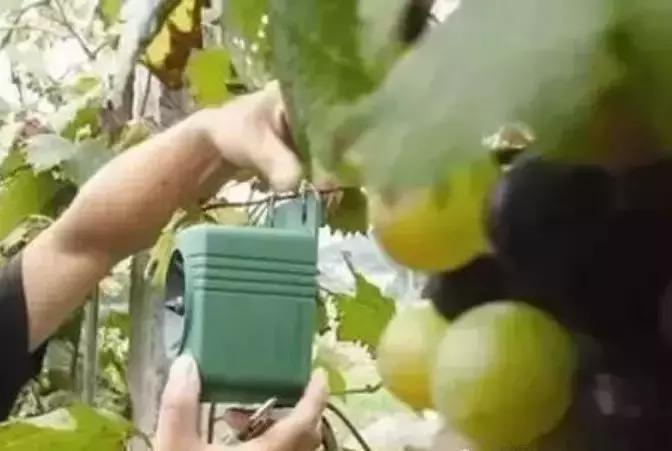 果园鸟害最佳防治方法,鸟害措施