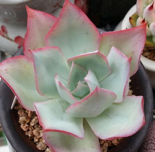 广寒宫和晚霞多肉有什么区别,多肉广寒宫开花的样子