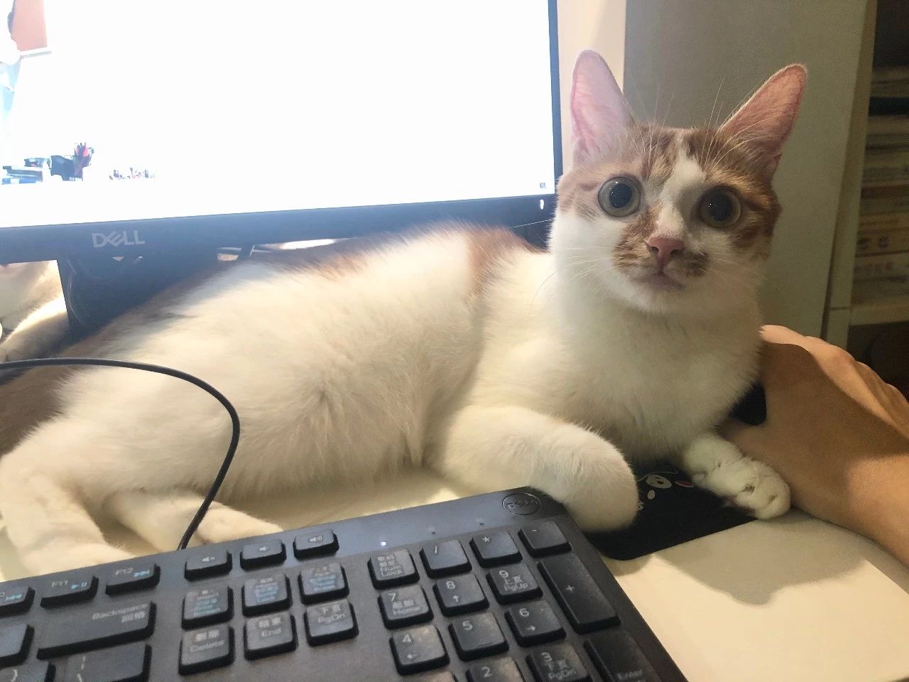 猫膀胱炎尿闭需要关注什么,猫伪膜性膀胱炎