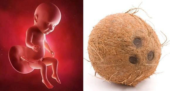 胎儿14个月的10张图片,胎儿1-40周水果对比图