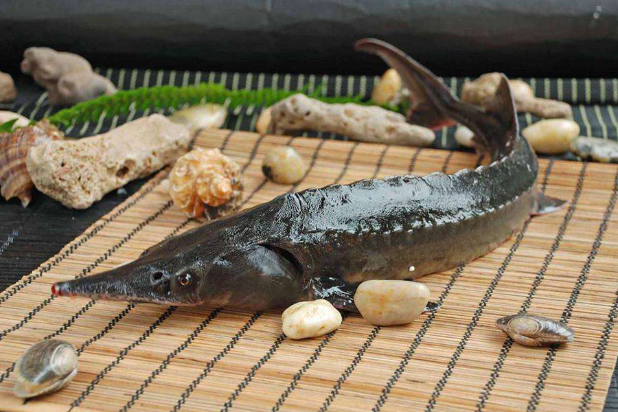 美味的鲟鱼怎么养殖，保持干净的水质，根据体重合理投喂