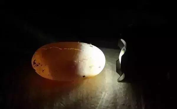 龟苗最容易得什么病,如何帮助龟苗脱壳