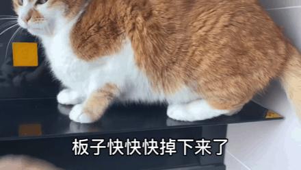 古早蛋糕慢速教程,八寸古早戚风蛋糕翻车