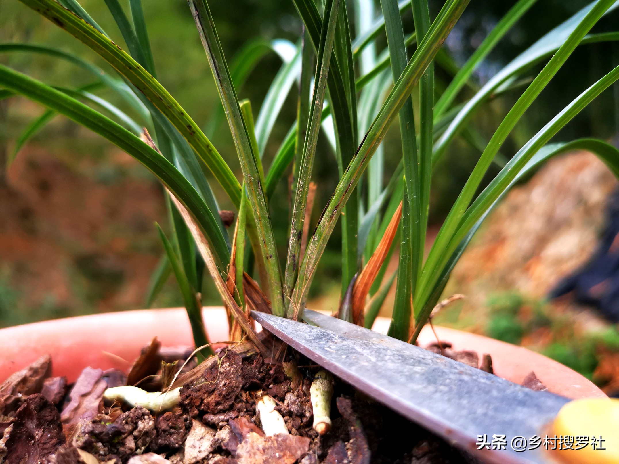 兰花的叶子全部剪了如何养殖,秋天兰花怎么分株视频
