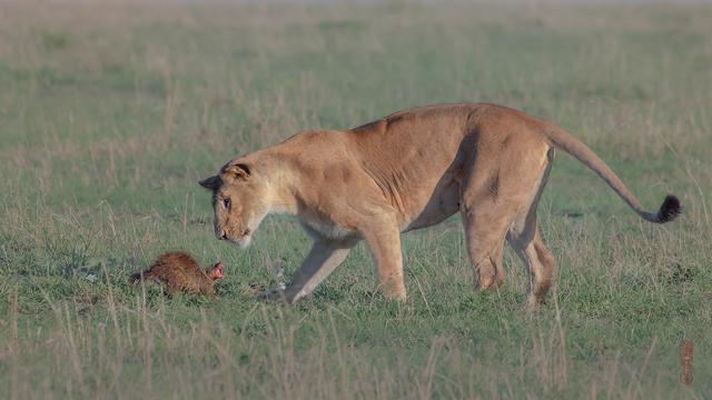尼康d850完全摄影指南,尼康d850大变焦镜头推荐