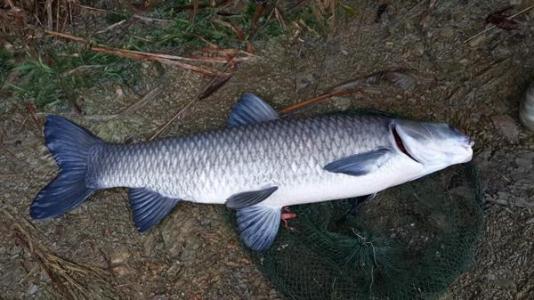 抄网鱼关注事项,抄网鱼怎么放鱼护最安全