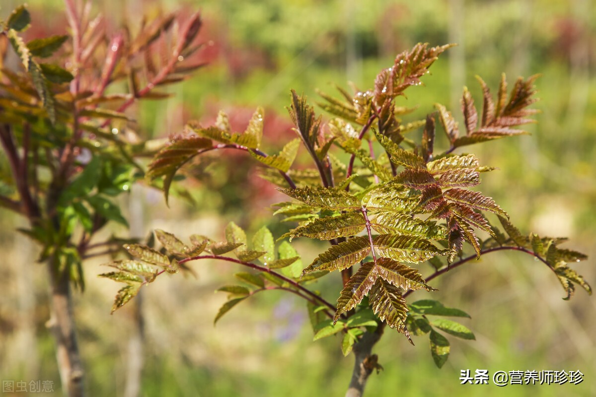 这种野菜尝起来鲜嫩,这种野菜浑身都是宝你吃过吗