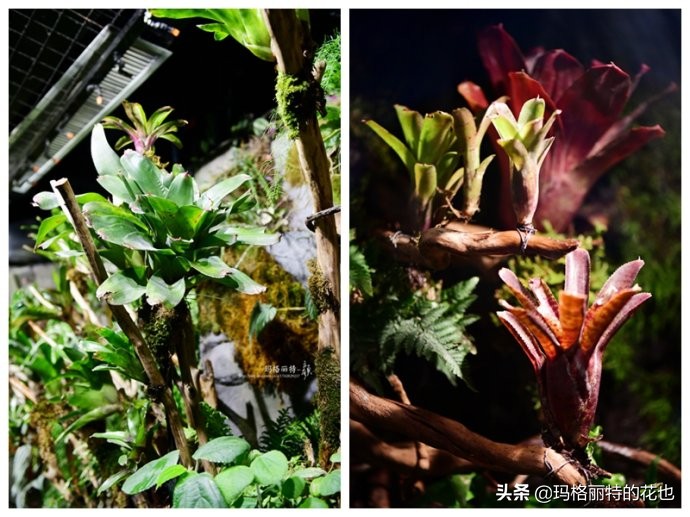 雨林缸可以养的蜥蜴,鱼缸改造封闭式雨林缸养蜥蜴