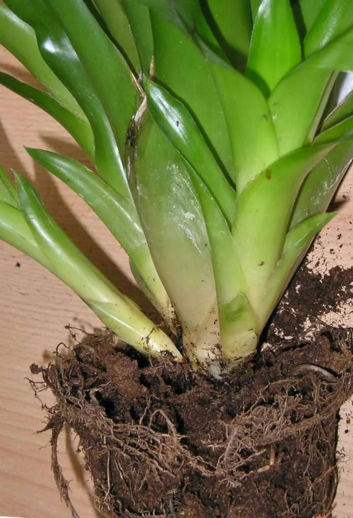 观赏凤梨开花后怎么处理,凤梨花凋谢了怎么养