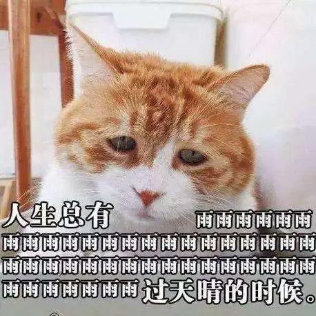 梅雨季节狗狗皮肤病怎么办,梅雨季猫癣症状