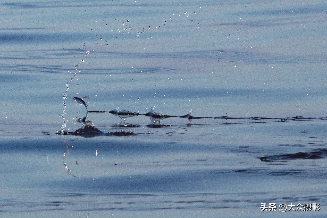 美丽之上,自然生态摄影介绍