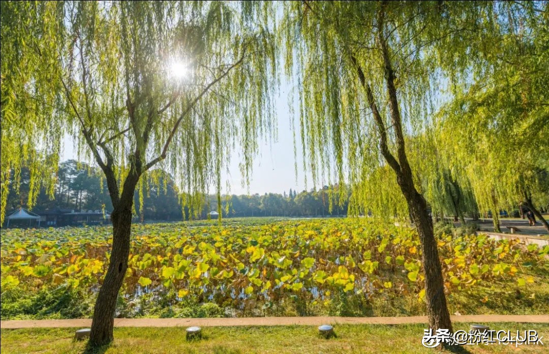 武汉印象 ▏重启第101天，我们在美术馆邂逅这座城