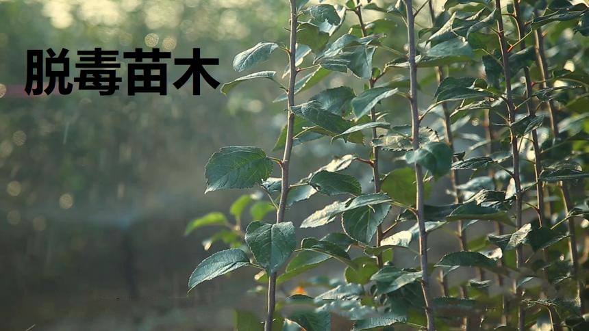 苹果病毒病后续,苹果病毒病怎样治疗