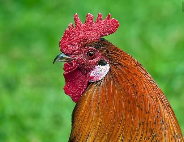 养鸡出现鸡生病了该如何处理,养殖鸡遇到鸡瘟解决方法