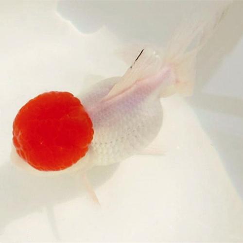 鸿运当头金鱼习性,鹤顶红鸿运当头金鱼喂什么粮