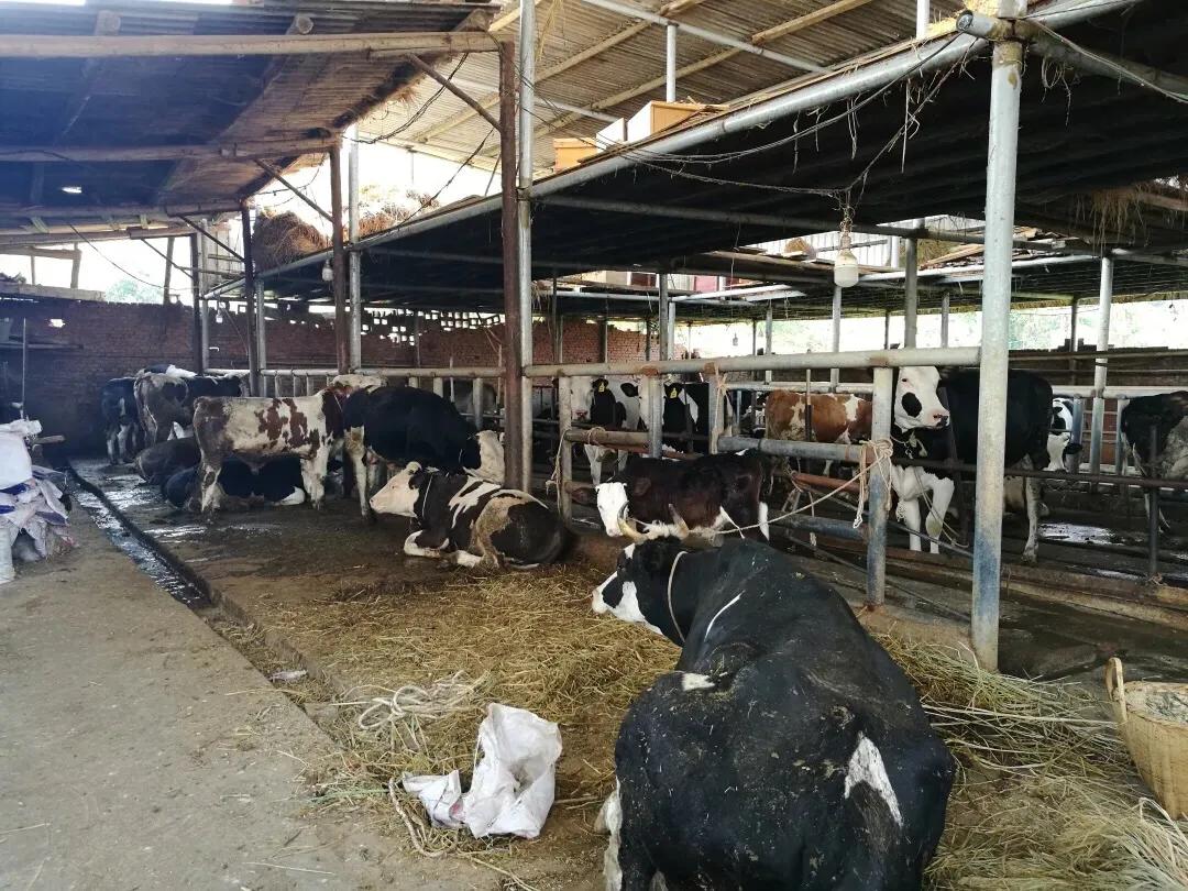 云南个旧市包家庄,个旧市鸡街镇的发展