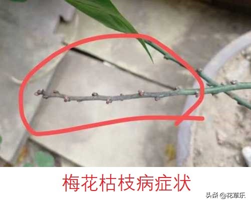 如何救活枯死的梅花树,梅花烂叶病怎么防治