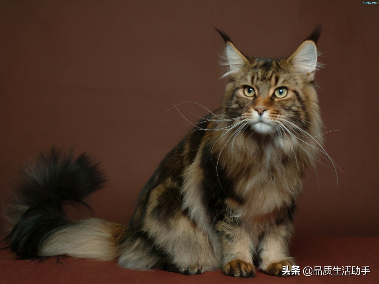 养猫的猫毛怎么处理,养猫如何处理猫毛