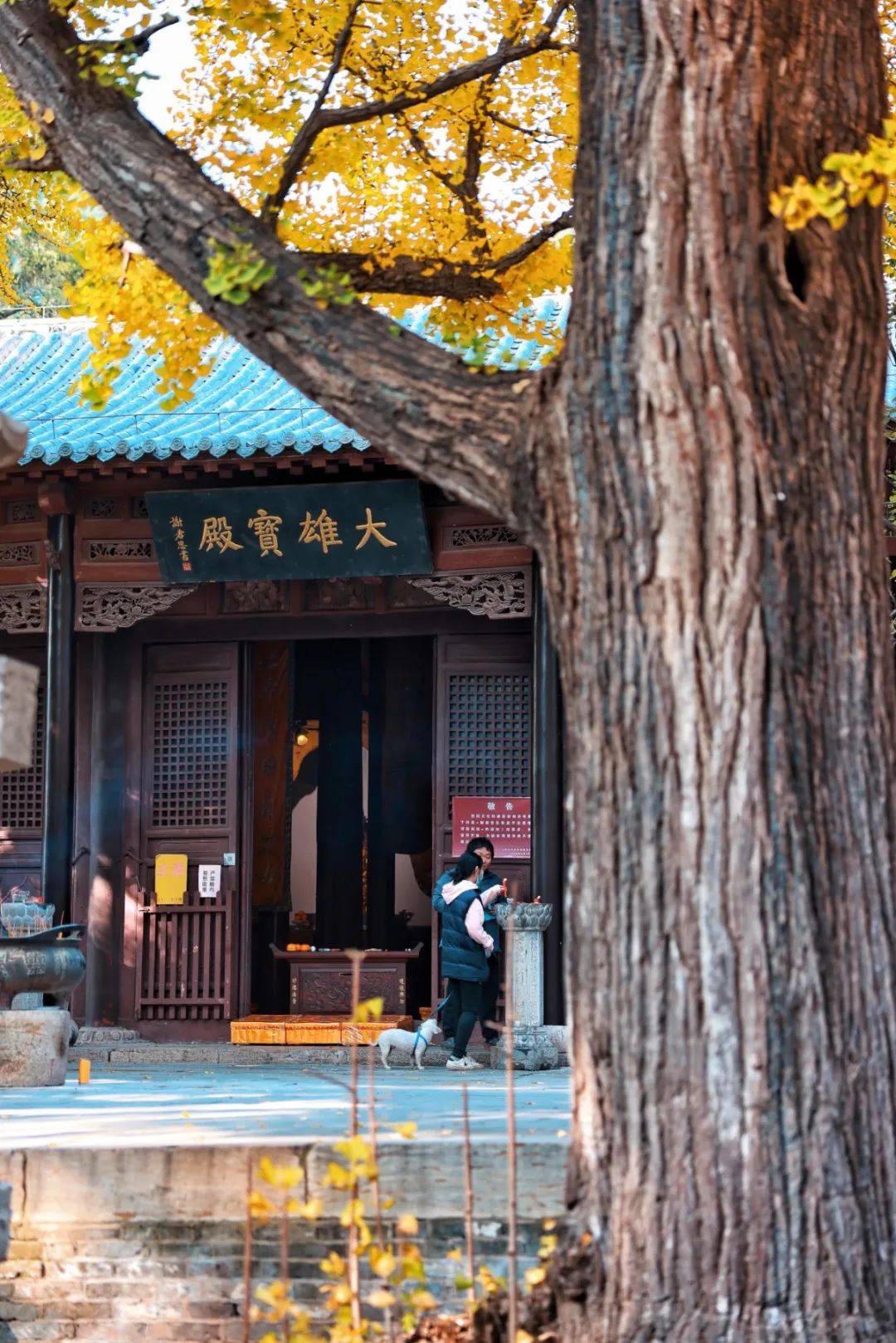 黄了！山东爆火的“银杏林”，千余亩的曼妙绝伦，只等你来！