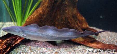 你喜欢彪悍凶猛的观赏鱼吗？选它们就对了