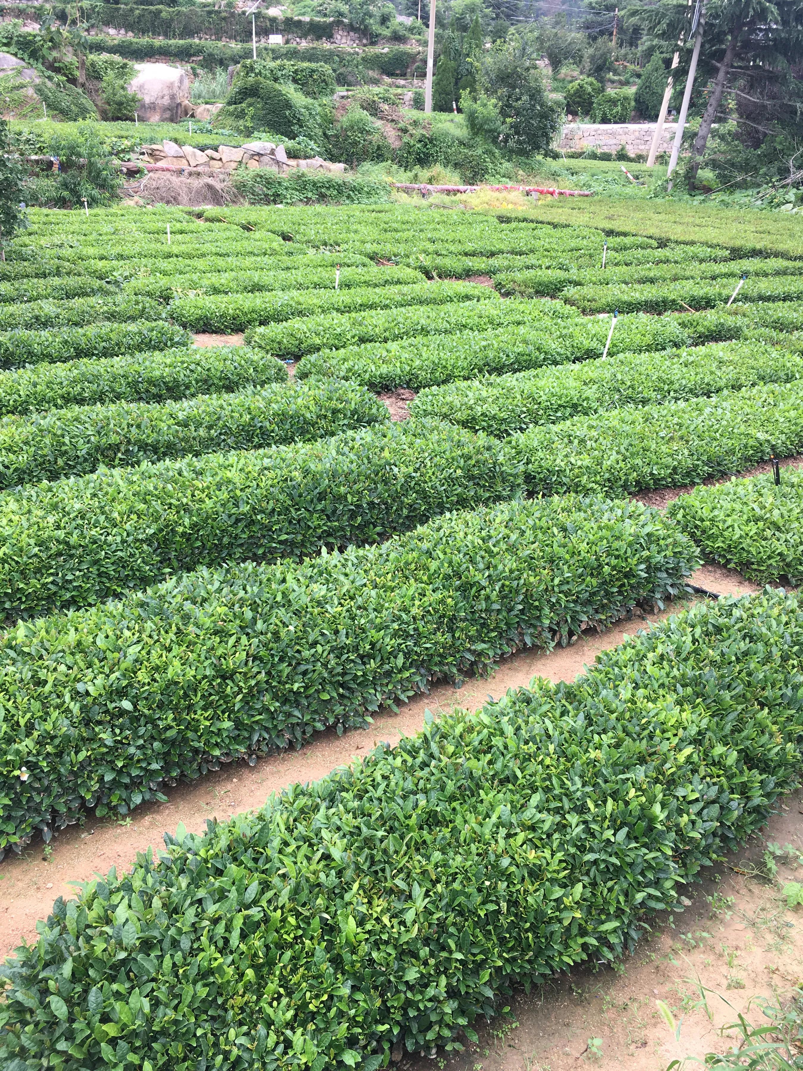 红瓦绿树碧海蓝天免费观看,青岛红瓦绿树碧海蓝天