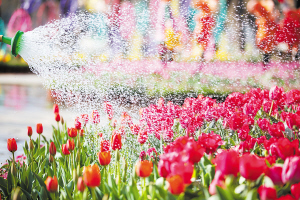 昆明各大公园7月份的美景,昆明各大公园关闭通知