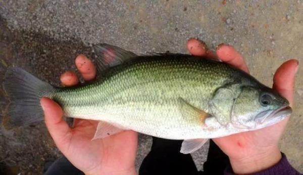 在农村养殖什么利润最高见效快,暴利养殖致富经历