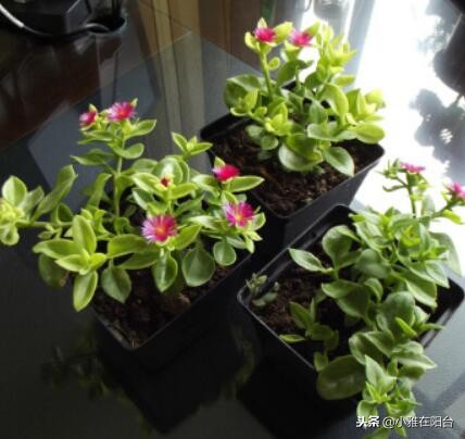 什么吊兰好养也漂亮,好养开花好看的吊兰