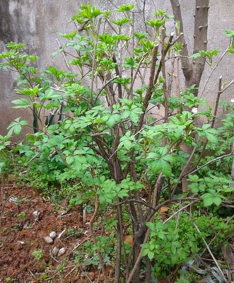 刺五加仿野生种植,刺五加仿生栽培技术路线