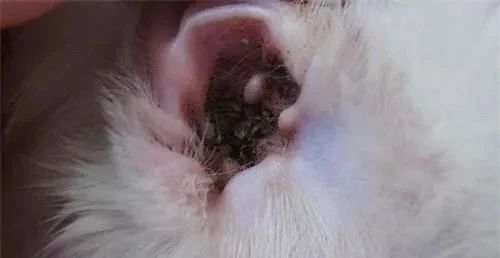 最快解决猫耳螨的办法,你真的了解你家猫咪吗