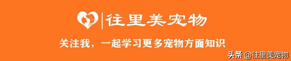 中国唯一被承认的猎犬,中国常见的猎犬