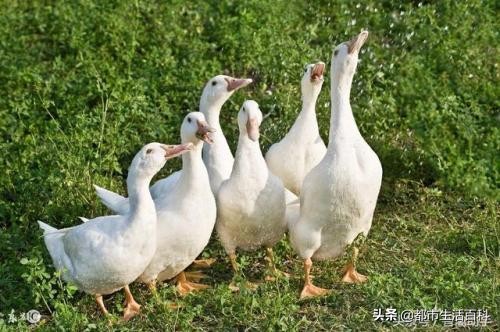 鸭子养殖前景和价格,养殖鸭子前景如何