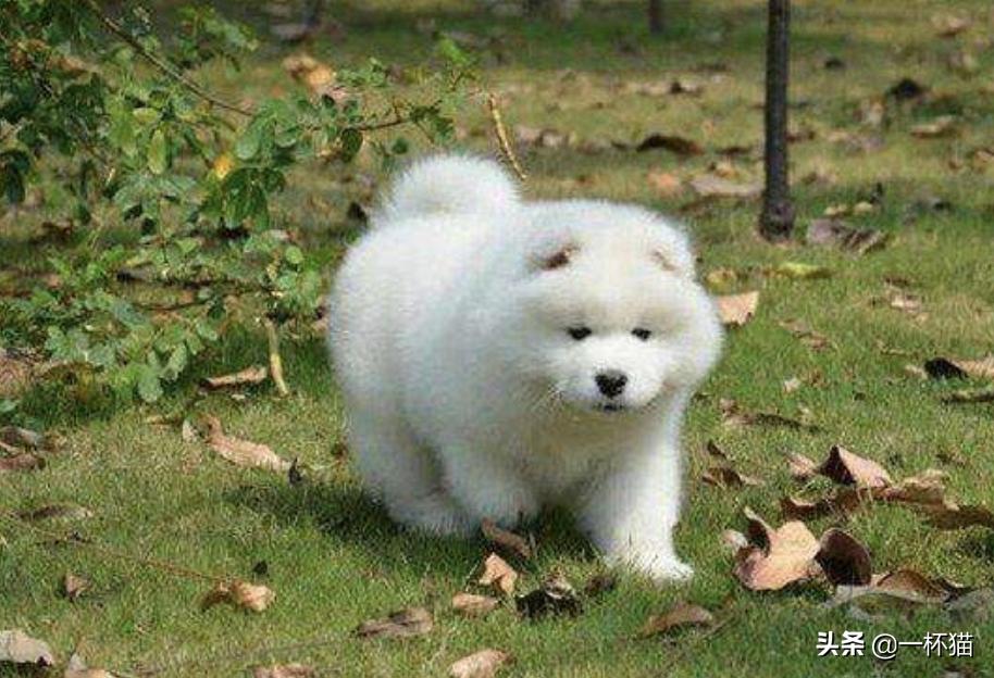 小狗被救已经奄奄一息,垃圾桶死掉的小狗