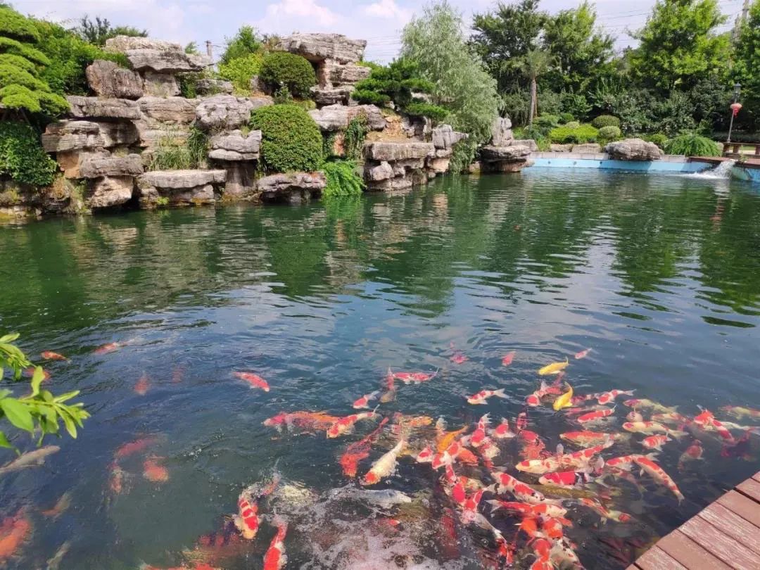 锦鲤怎么着色才好看,锦鲤观赏鱼怎么增色