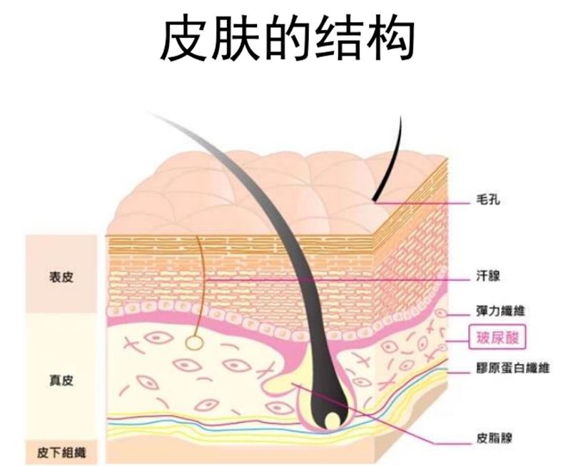 人缺失一个肾有什么副作用,缺少器官能活多久
