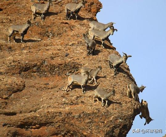 岩羊攀岩过程,42只岩羊攀爬