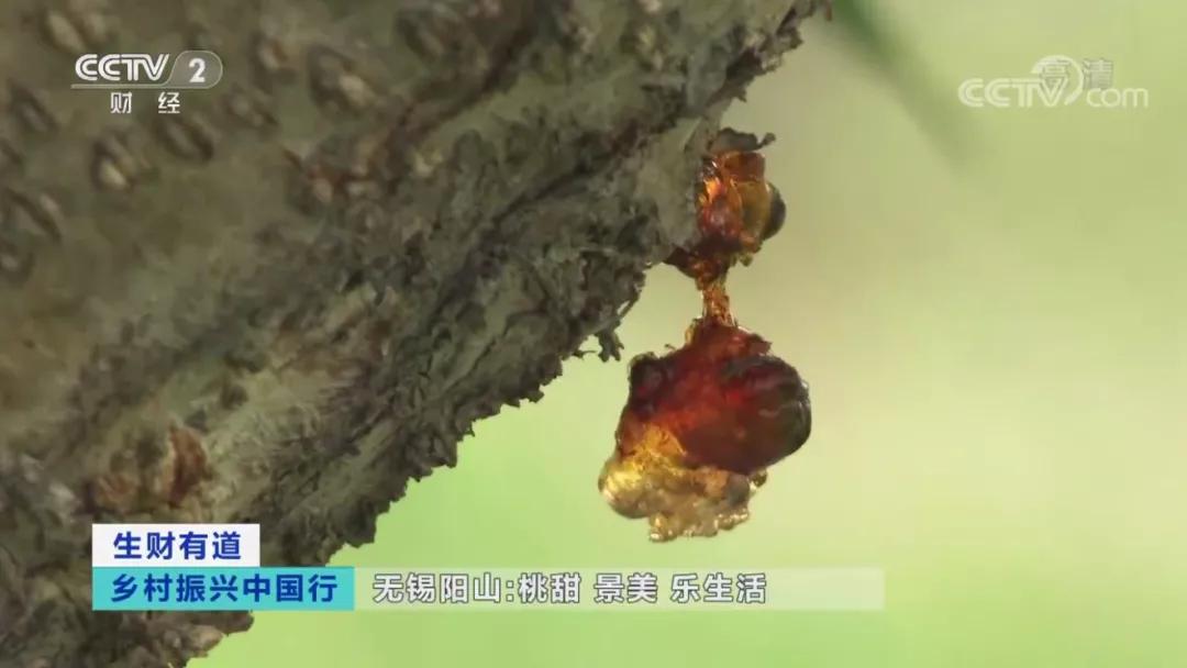 桃胶桃花泪饮品,桃胶桃花泪