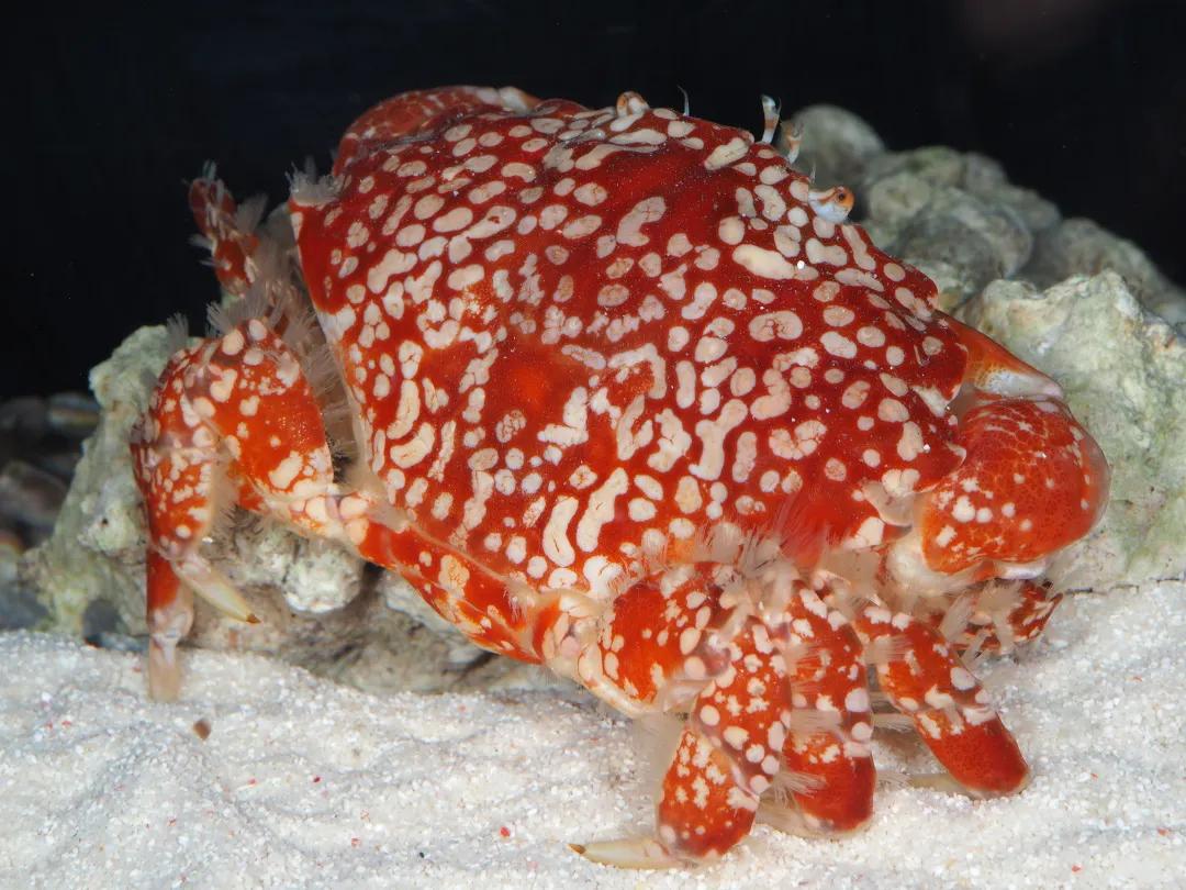 吃螃蟹会有寄生虫进入大脑吗,吃螃蟹会造成病毒感染吗