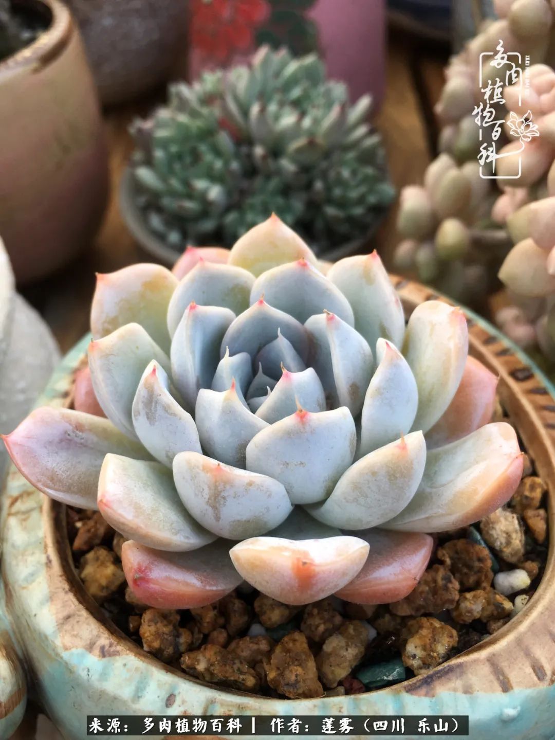 治愈系多肉精灵,初冬携一抹暖阳与多肉相伴