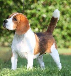 世界上所有的狗品种图片,世界最名贵的狗前十名及其简介