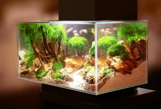 鱼缸换了水后还是有股腥臭味,如何解决鱼缸水的腥味