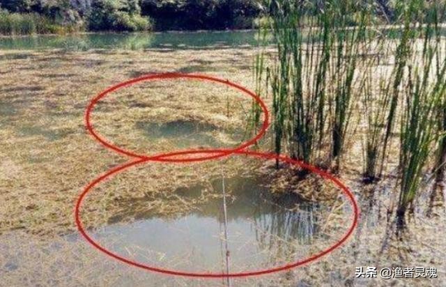 “甩籽”期鲤鱼如何垂钓，找准钓点，轻松垂钓特殊鱼情