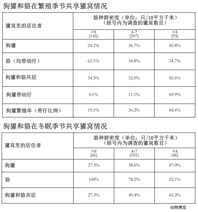 东亚貉,东亚貉入侵欧洲