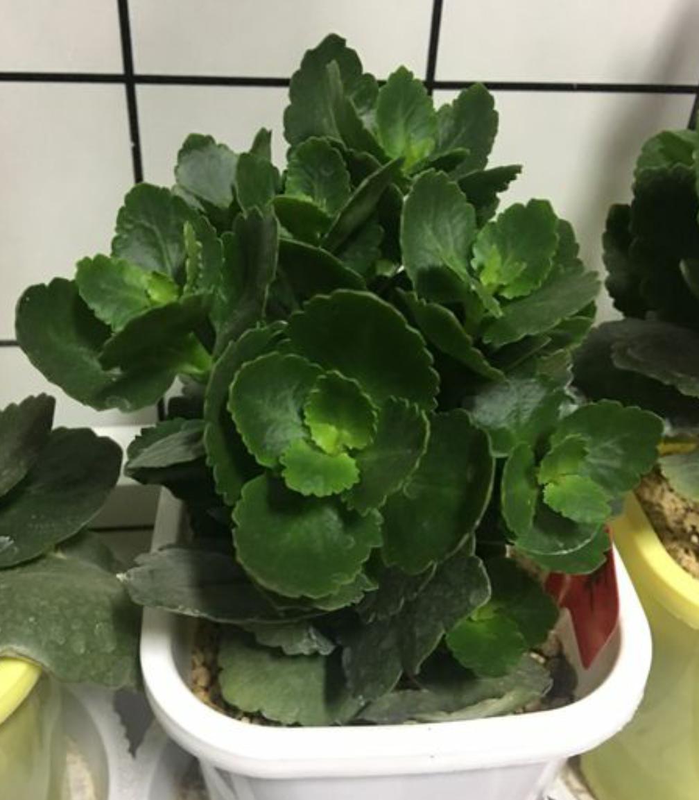 长寿花的夏季养护技巧,长寿花夏季养护技巧